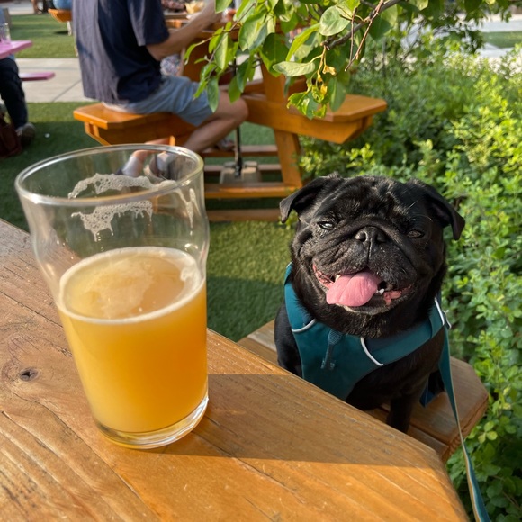 Meet your Posher, Jake - Picture 1 of 1